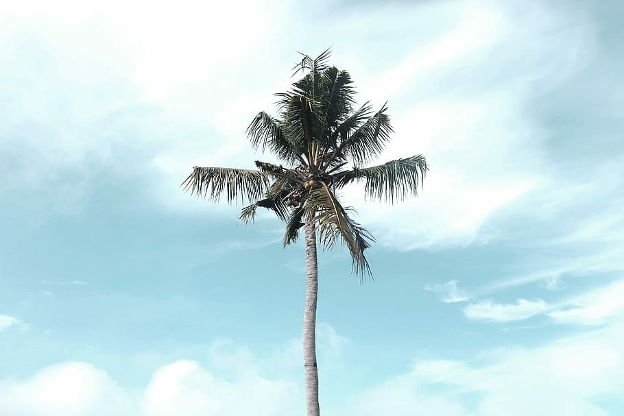 palm tree, coconut tree under white clouds and blue sky, mountain HD wallpaper