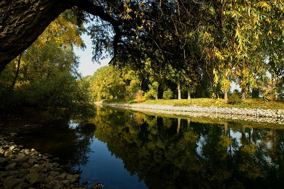 Rhine, Aue, Channel, reflection, water, tree, nature, lake HD wallpaper
