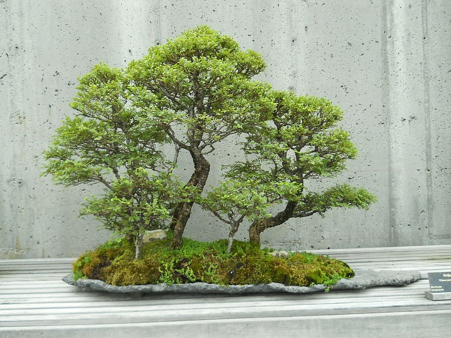 green bonsai plant, japan, tree, oriental, decoration, japanese, HD wallpaper