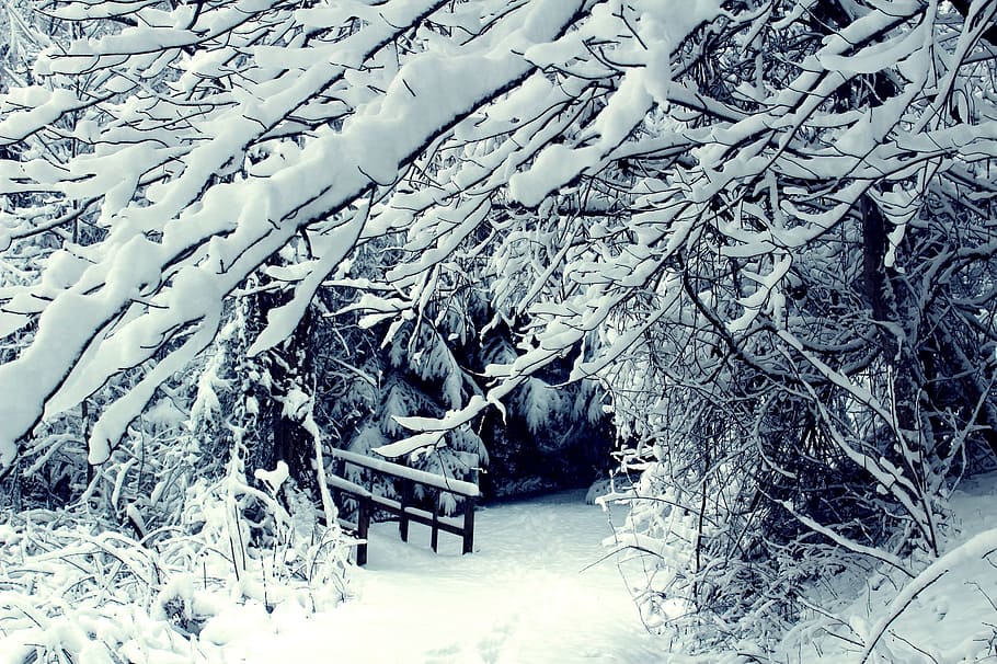 cold, snow, trees, winter, branches, season, white, cold temperature HD wallpaper