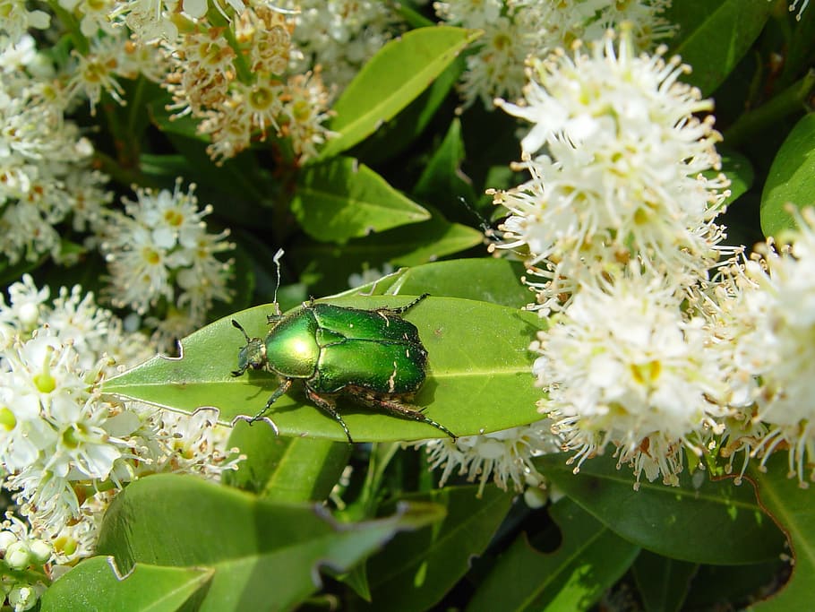 insect, beetle, flying, nature, garden, plant, flower, flowering plant HD wallpaper