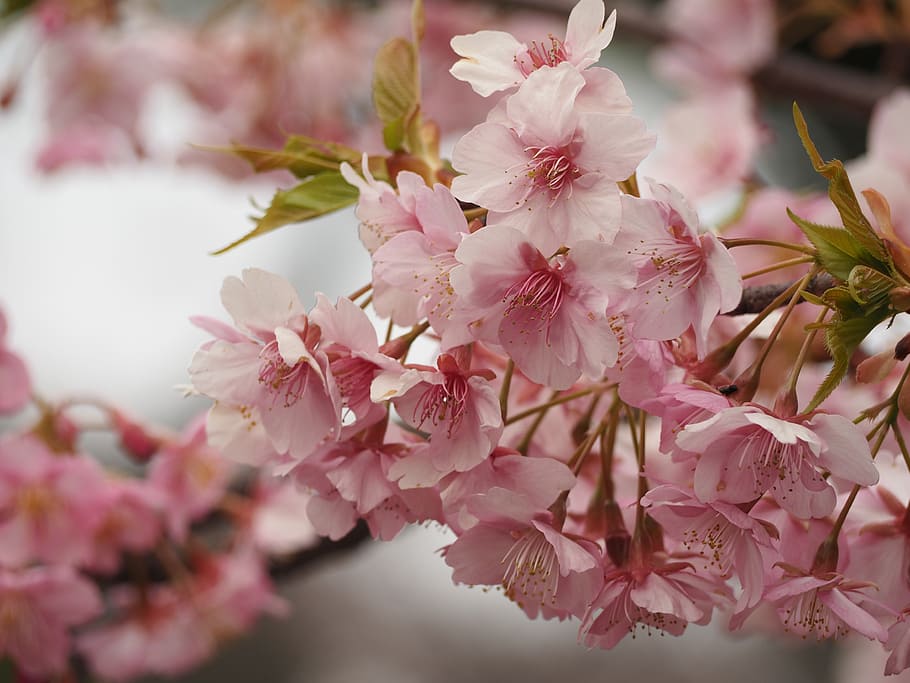 cherry blossoms, begin to fall, ueno, spring, flower, flowering plant HD wallpaper
