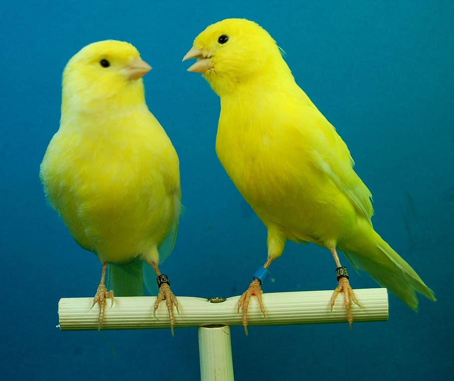 canaries, yellow, aviary, bird, vertebrate, animal, group of animals HD wallpaper