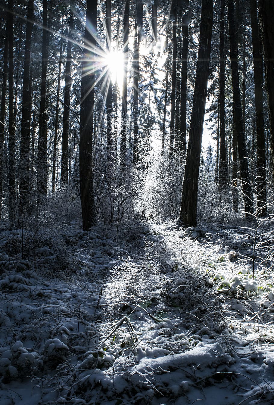 Snow, Trees, Winter, Nature, Landscape, cold, forest, frost HD wallpaper