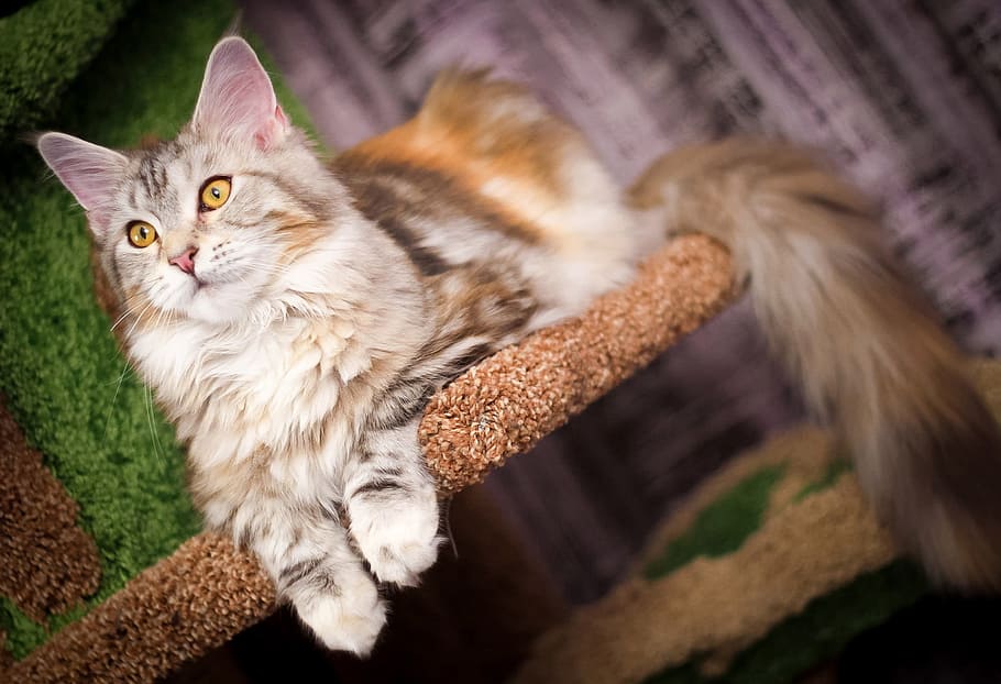 brown and white cat lying on cat tree, fluffy cat, pet, animal, HD wallpaper