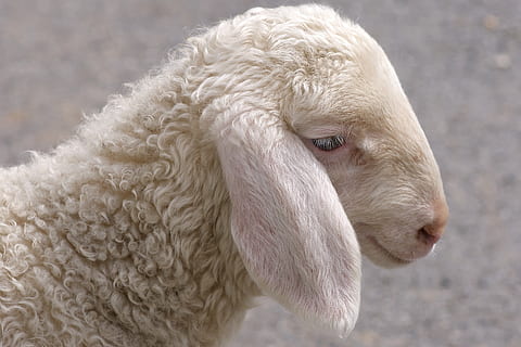 white sheep, schäfchen, lamb, young, lambs, sweet, easter HD wallpaper