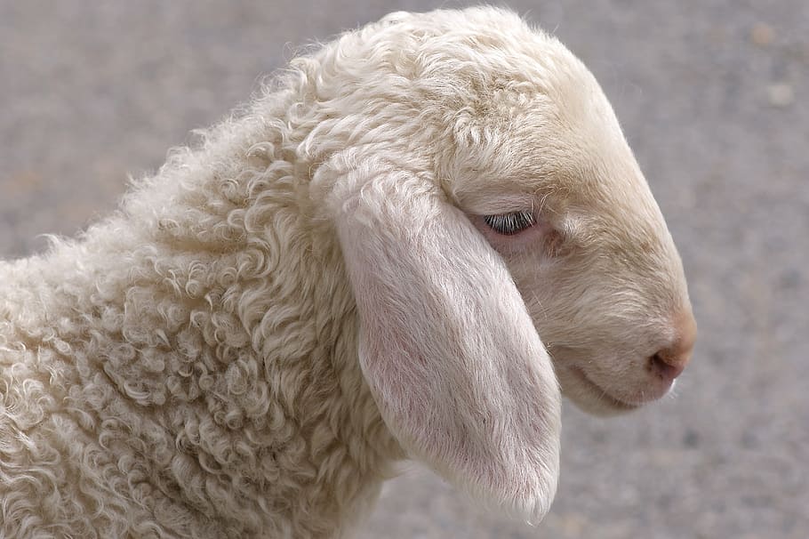 white sheep, schäfchen, lamb, young, lambs, sweet, easter HD wallpaper