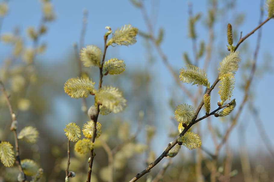 the basis of, willow, spring, based willow, nature, meadow HD wallpaper