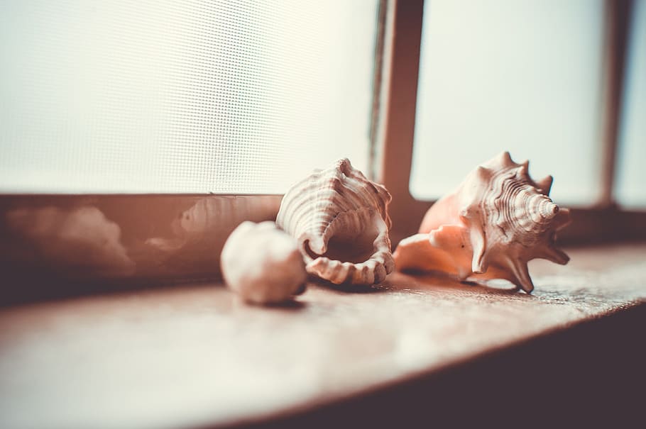 conch shells on wooden window frame, shelf, collection, windowsill HD wallpaper