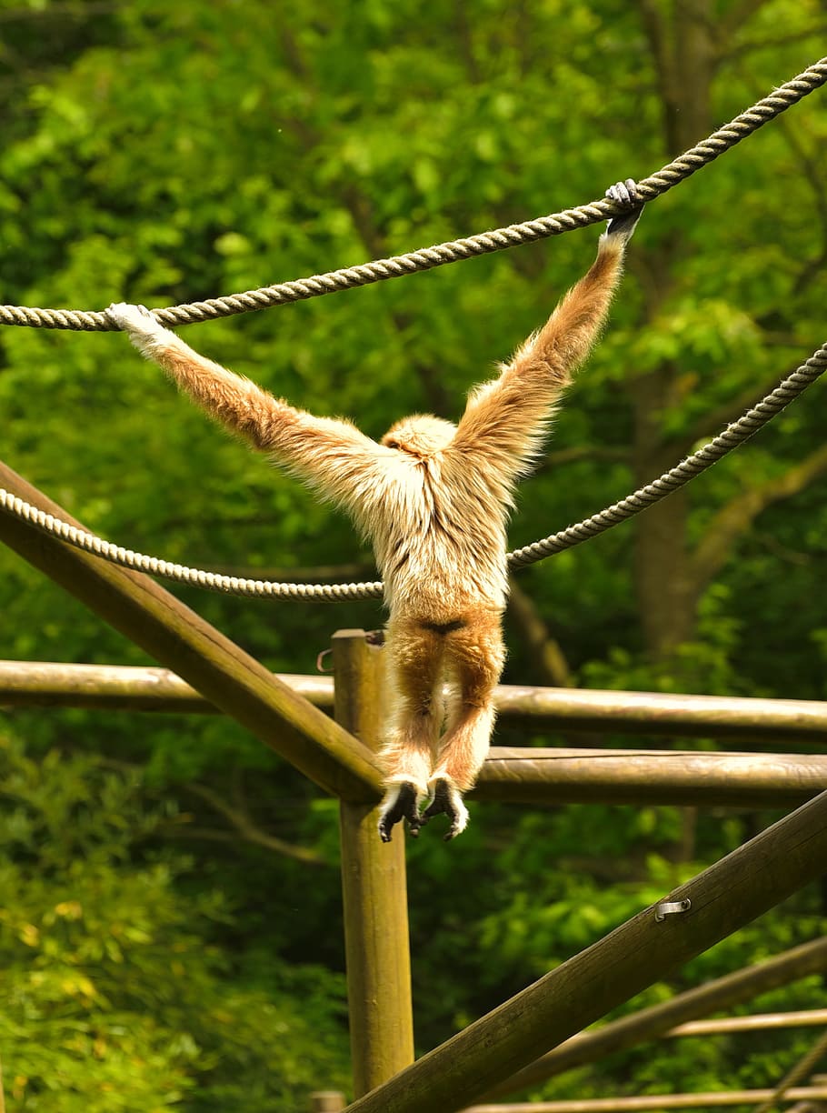 Monkey, Hell, Depend, Nature, Sweet, tree, animal, animal world HD wallpaper