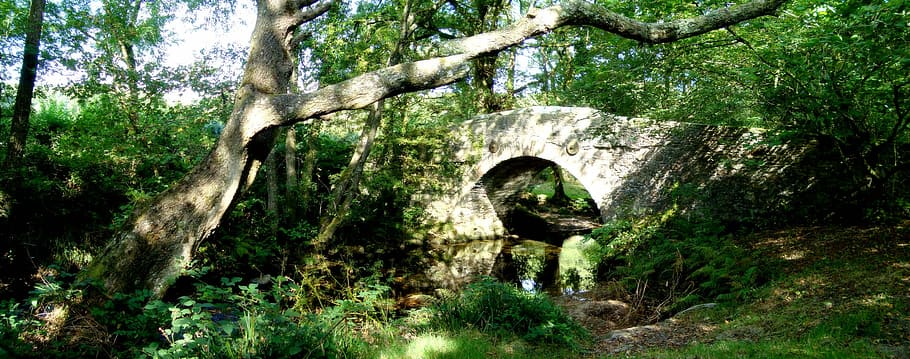 Bridge, River, Water, outdoors, moss, tree, no people, day HD wallpaper