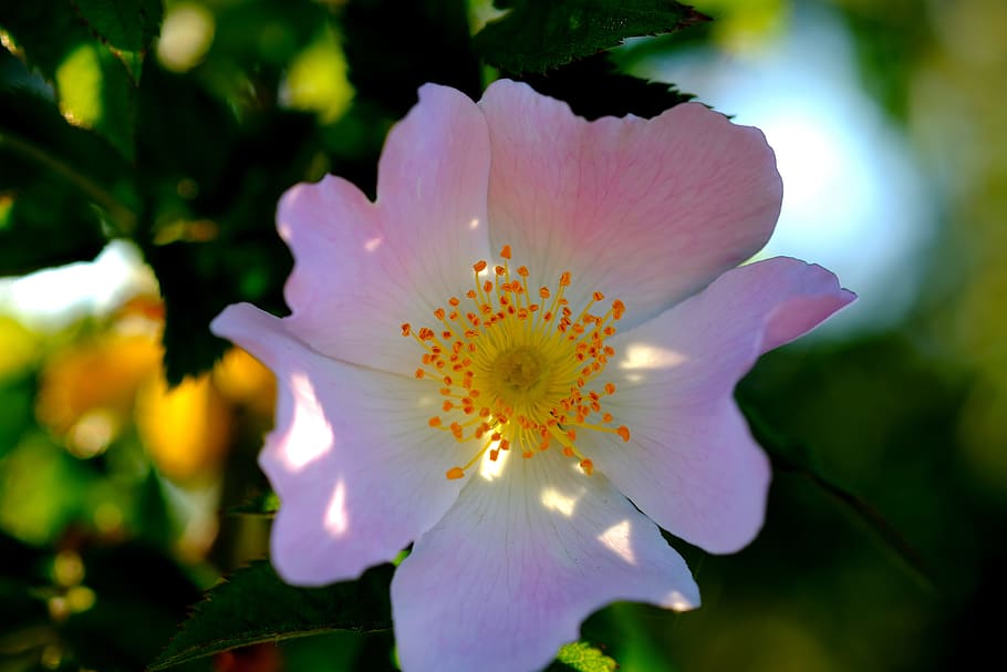 Blossom, Bloom, Bush, Spring, Nature, flowering shrub, shrubs HD wallpaper