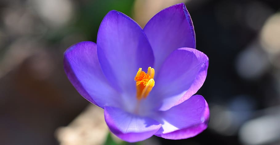 crocus, flower, blossom, bloom, plant, spring flower, purple HD wallpaper