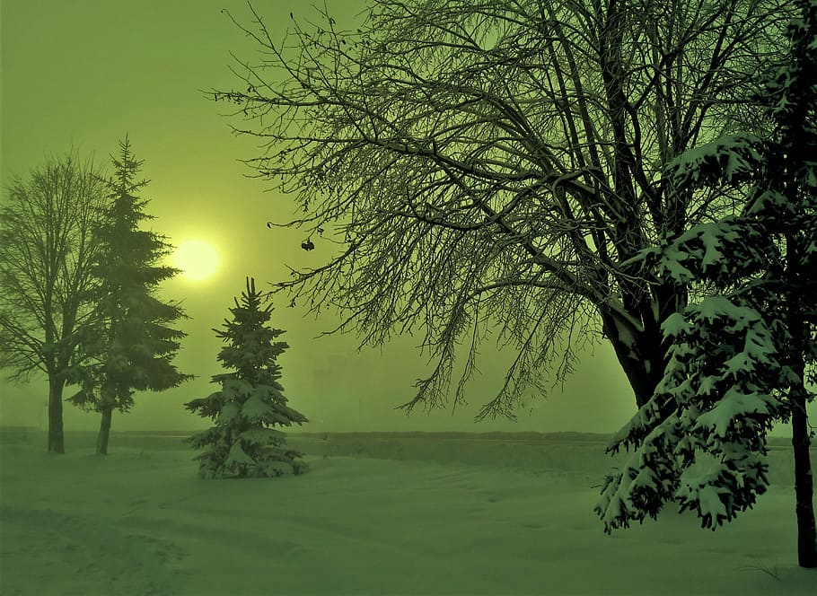 tree, landscape, nature, wood, outdoors, plant, beauty in nature HD wallpaper