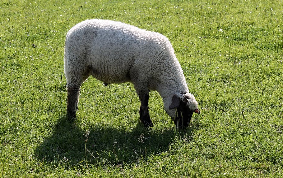 sheep, deichschaf, schäfchen, wool, agriculture, graze, lamb HD wallpaper