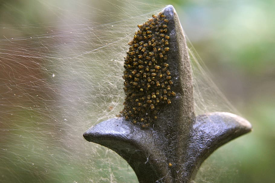 insect, spin, spider nest, close-up, nature, no people, day HD wallpaper