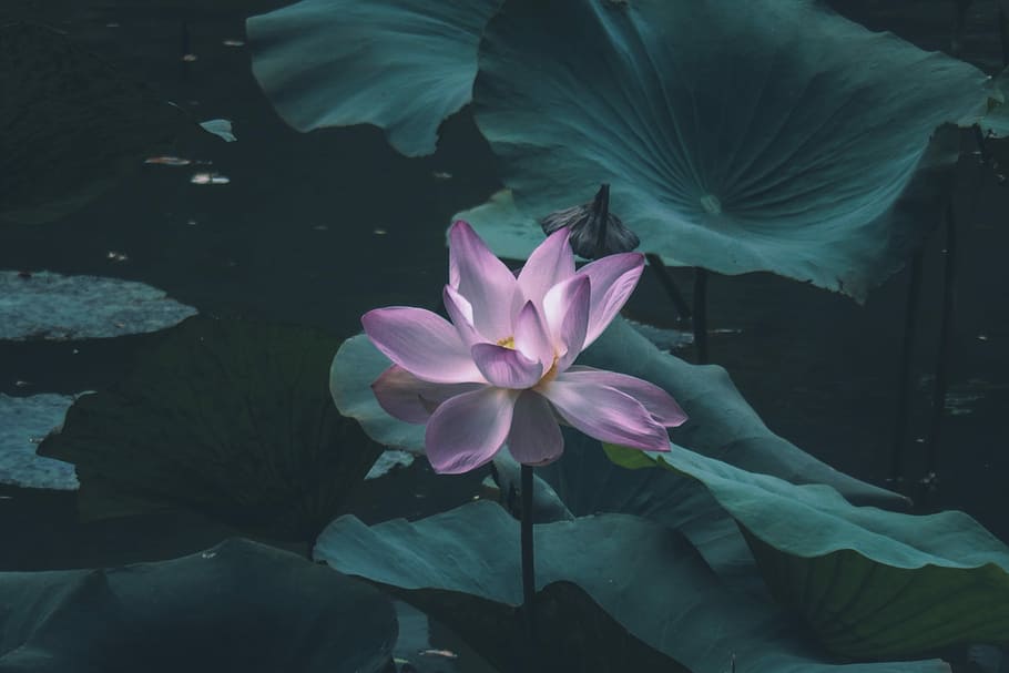 pink water lily flower, pink lotus flower in bloom, leaf, petal HD wallpaper