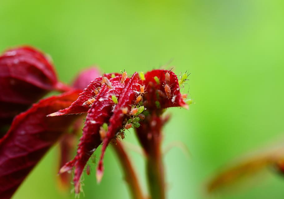 Greenfly, Bugs, Pest, Aphid, red fly, sap-sucking, red-eyed HD wallpaper