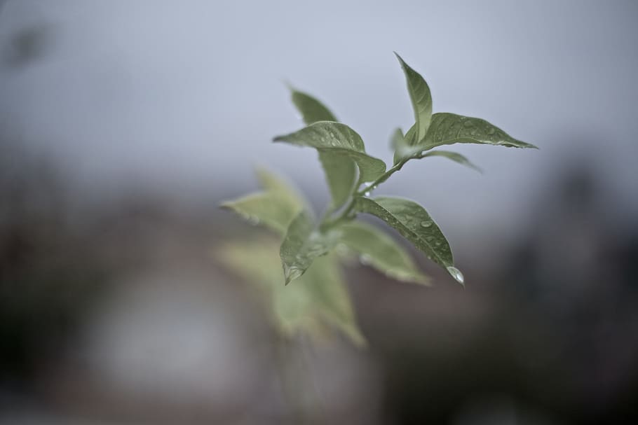 leaves, twig, macro, closeup, focus, photography, wet, dew HD wallpaper