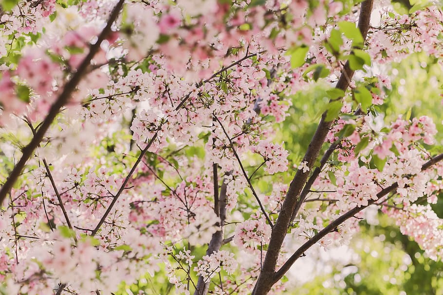 macro photography of pink cherry blossoms, pink flower tree, spring HD wallpaper
