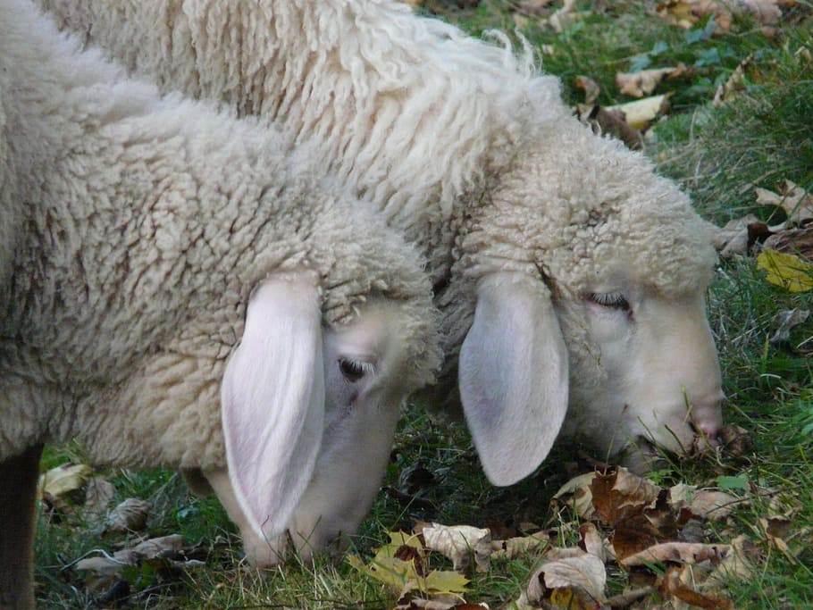 idiots, sheep, pasture, animal, flock, wool, ears, floppy ears