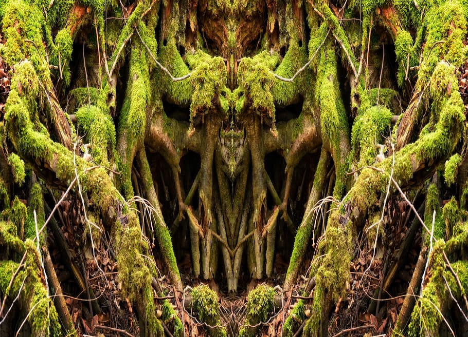 Old, Tree Root, Nature, Log, Plant, mis shapen, morsch, structure HD wallpaper