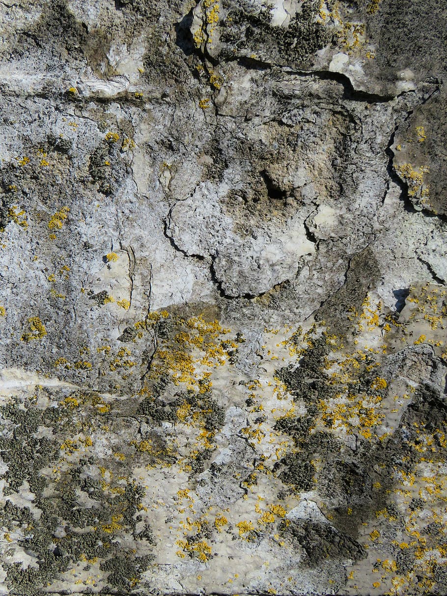 photograph of concrete coated by algae, texture, background HD wallpaper