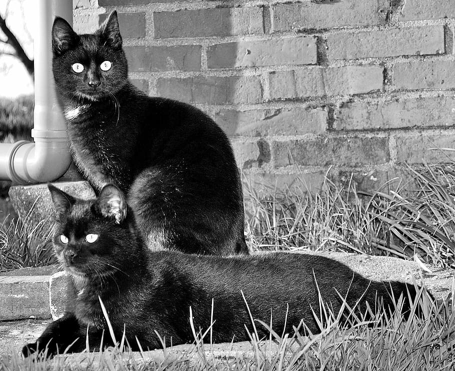 Animals, Pet, Curious, Cat'S Eyes, cute cat, domestic cat, pets HD wallpaper