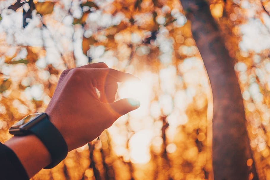 hand, watch, sunlight, sunshine, sunrise, nature, plant, human hand HD wallpaper