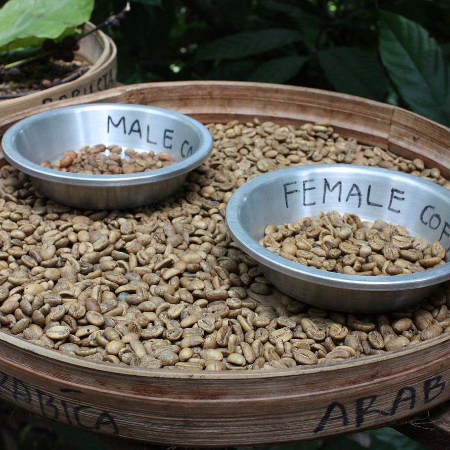 paul, coffee, bali, food and drink, container, healthy eating HD wallpaper