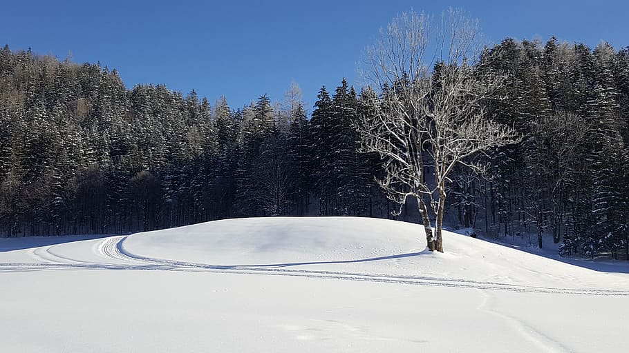 tree, winter, nature, snow, cold temperature, sport, winter sport HD wallpaper