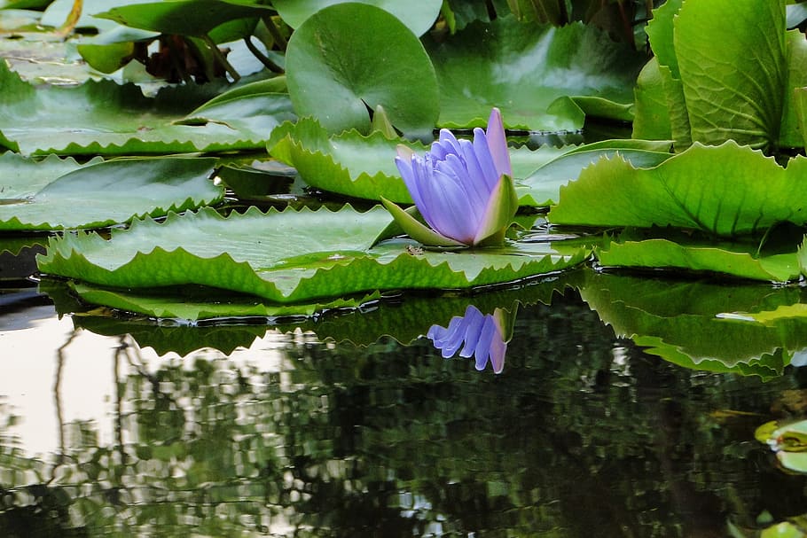 nymphaea alba, lotus, summer, reflection, flower, pool, water HD wallpaper