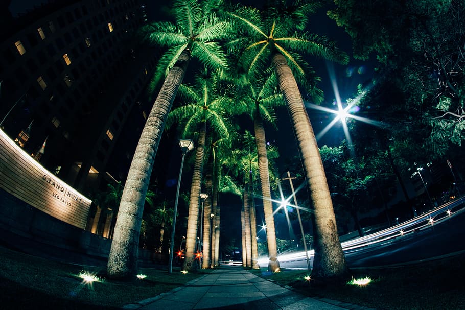 tree, coconut, nature, dark, night, lights, road, street, illuminated HD wallpaper
