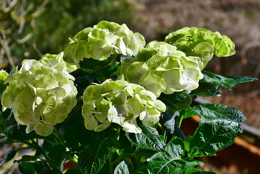 green petaled flowers during daytime, hydrangeas, yellow, garden HD wallpaper