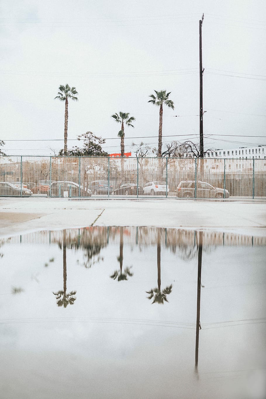 three green palm trees, cars on road during daytime, water, puddle HD wallpaper