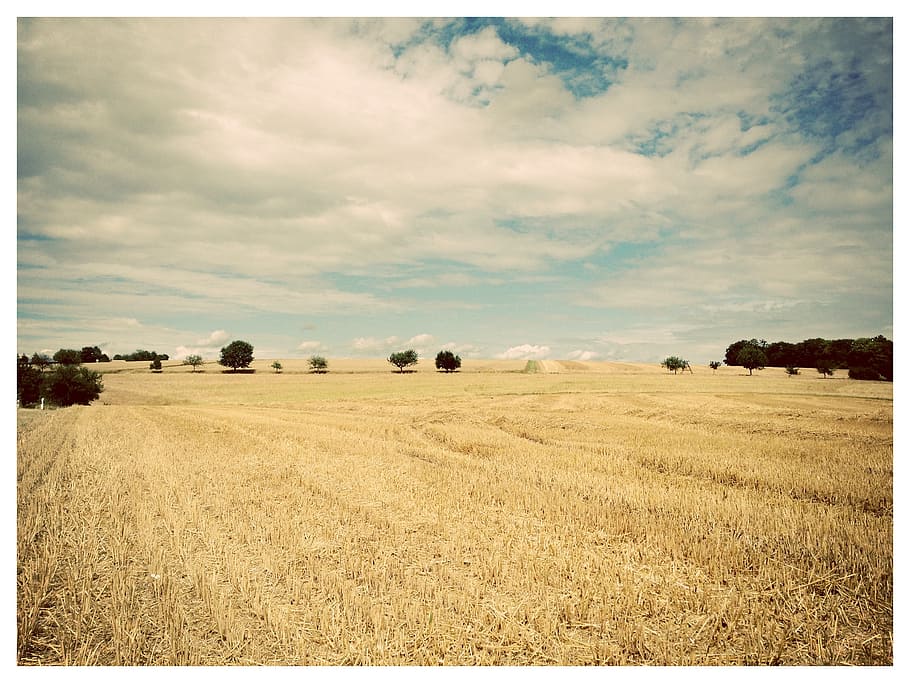 landscape, trees, fields, straw, sky, blue, yellow, wide, clouds HD wallpaper