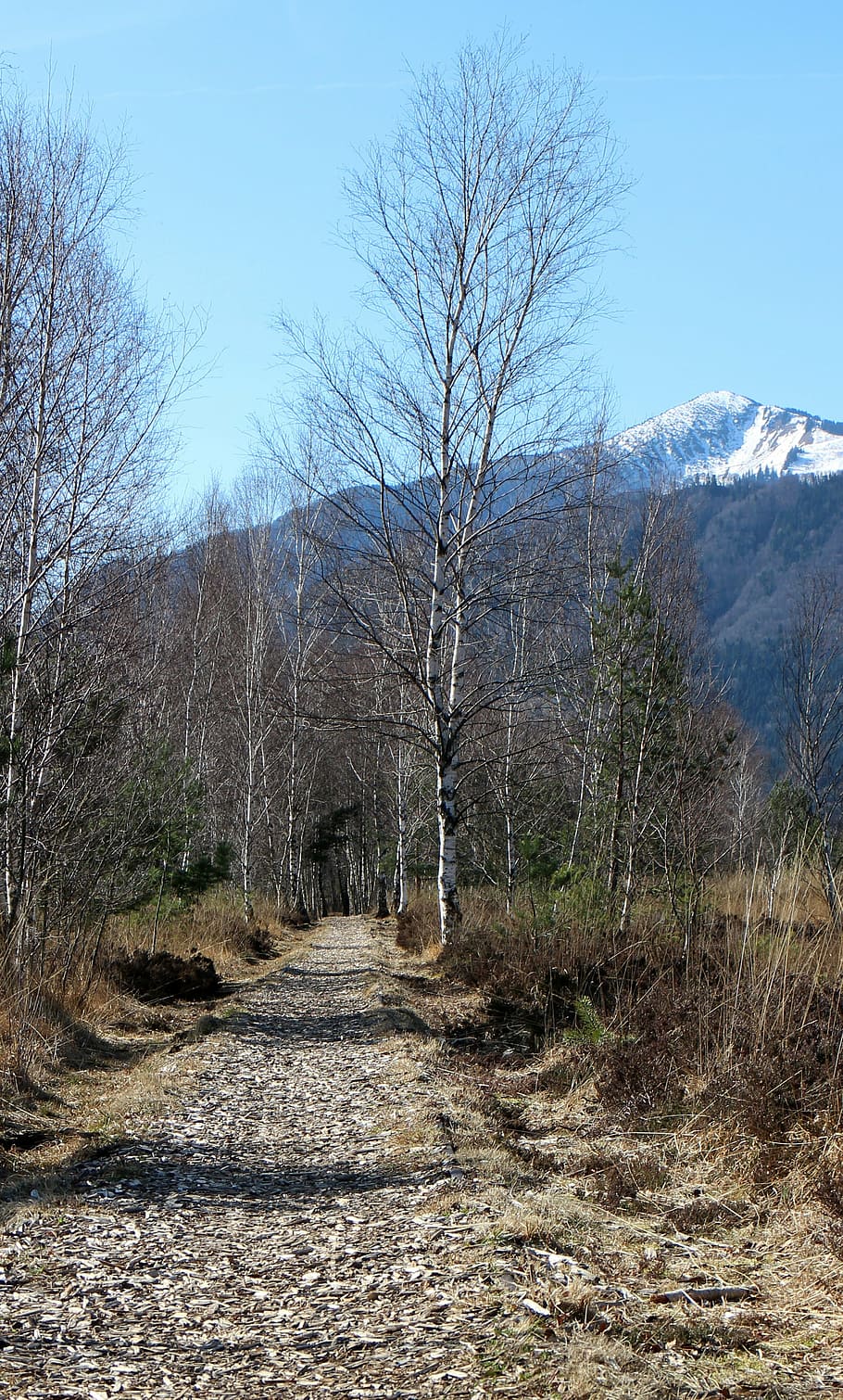 away, path, birch, hiking, migratory path, tree, bare tree HD wallpaper
