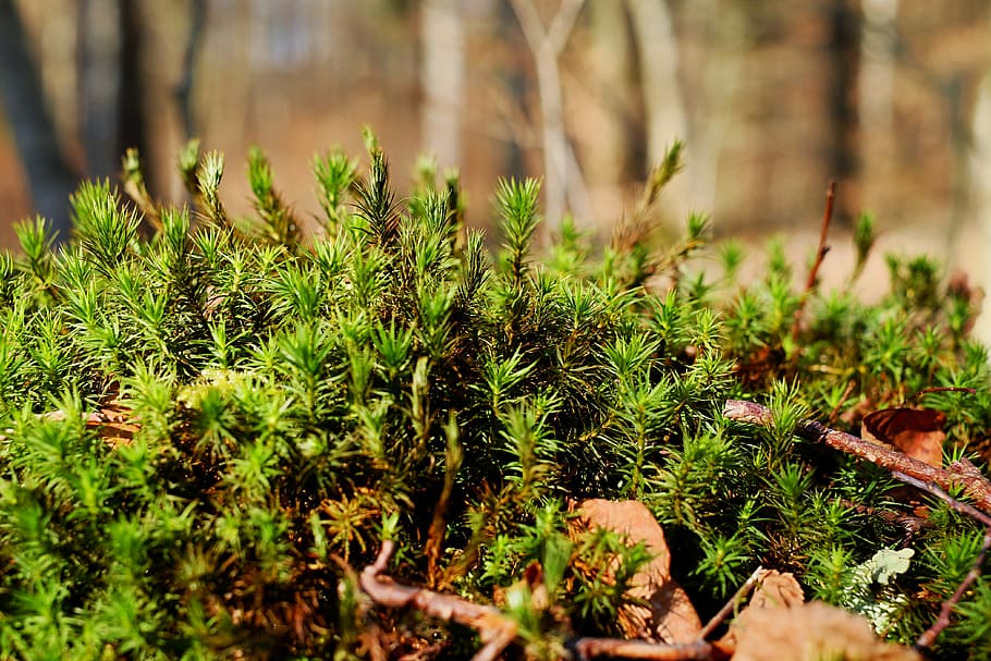 green leafed plant, moss, beautiful widerton moss, forest, tree root HD wallpaper