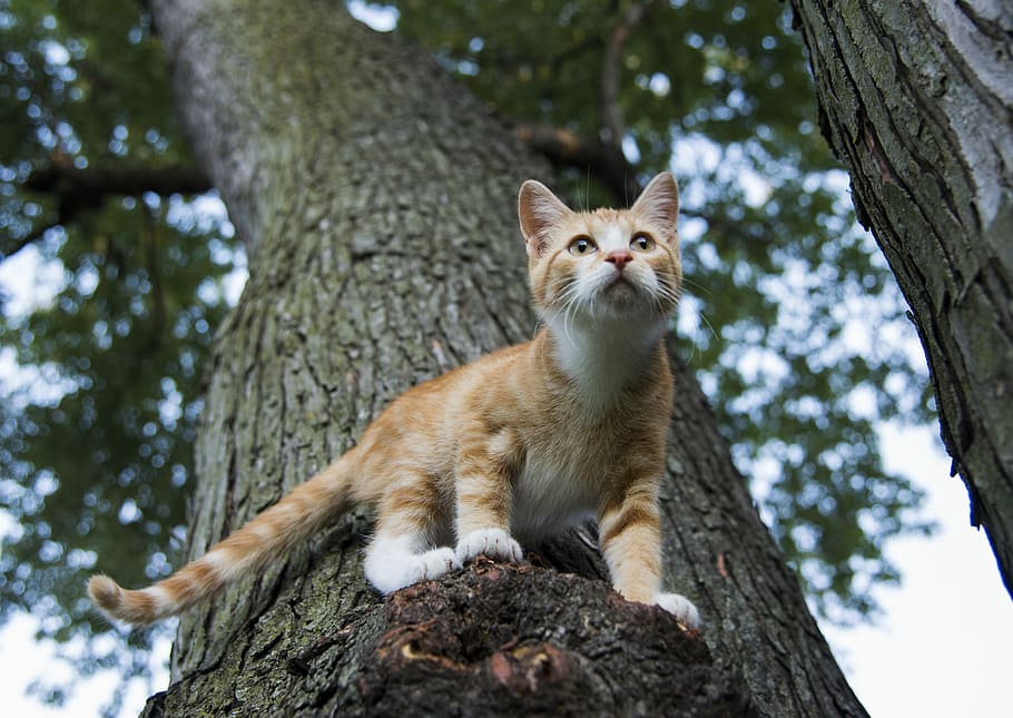 orange tabby cat on tree, nature, animal, cute, outdoors, mammal, HD wallpaper