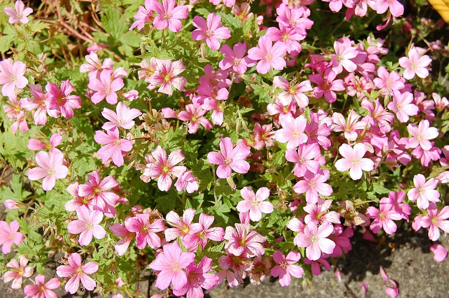cranesbill, geranium, flower, pink, garden, crane's-bill, sun HD wallpaper