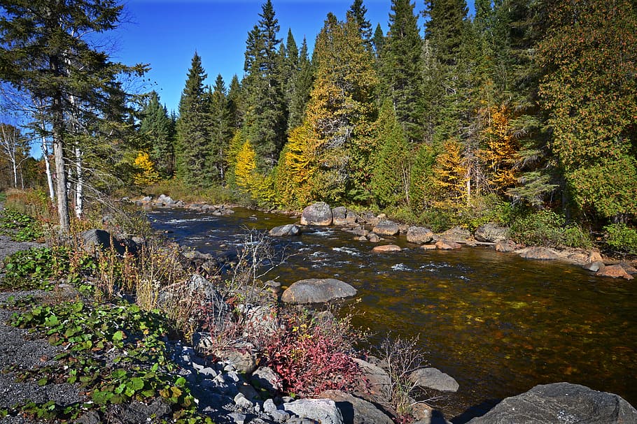 autumn landscape, river, fall, tree, water courses, forest HD wallpaper