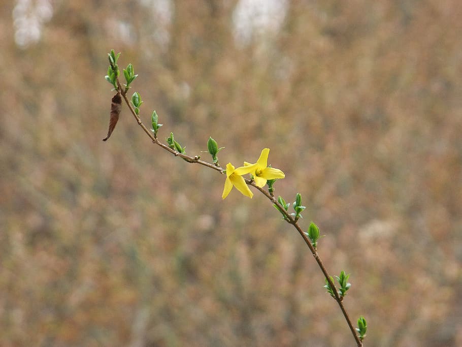 flowers, nature, plants, flowering plant, fragility, growth HD wallpaper