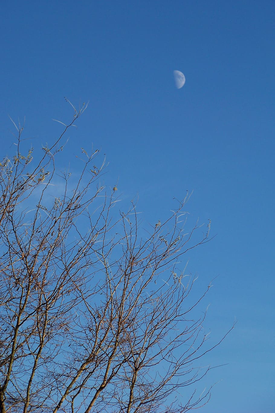 moon, tree, sky, clear, blue, daytime, half moon, low angle view HD wallpaper