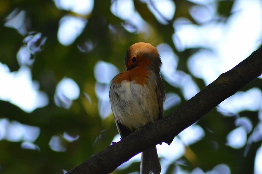 robin, red robin, bird, tree, perching, animal wildlife, branch HD wallpaper
