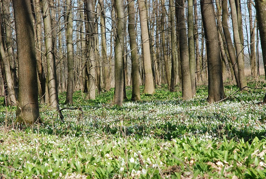 spring aspect, floodplain forest, snowdrops, natural landmark canada HD wallpaper