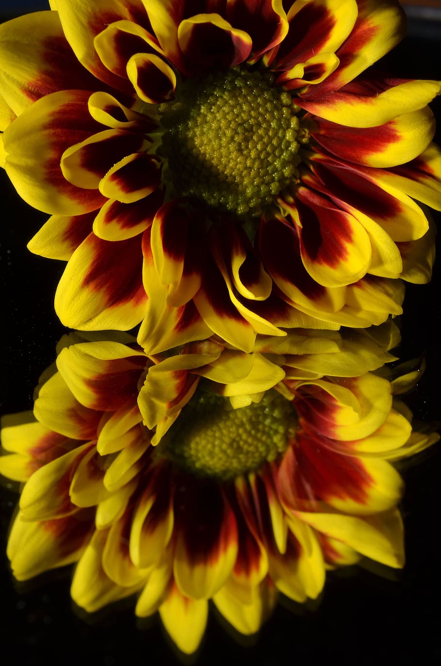 flower, yellow, mirror, flowering plant, petal, flower head HD wallpaper
