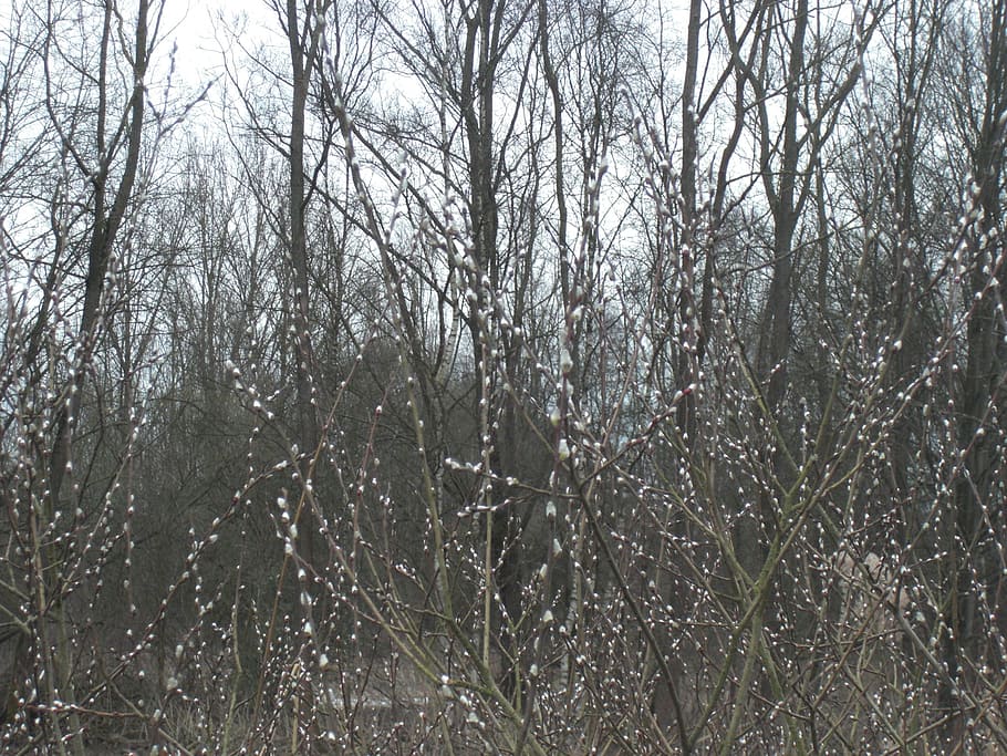 nature, willow, willow kittens, tree, plant, no people, branch HD wallpaper