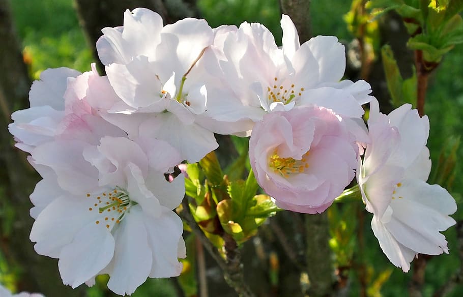 flower, nature, plant, spring, ornamental shrubs, pink, japanese ornamental plants HD wallpaper