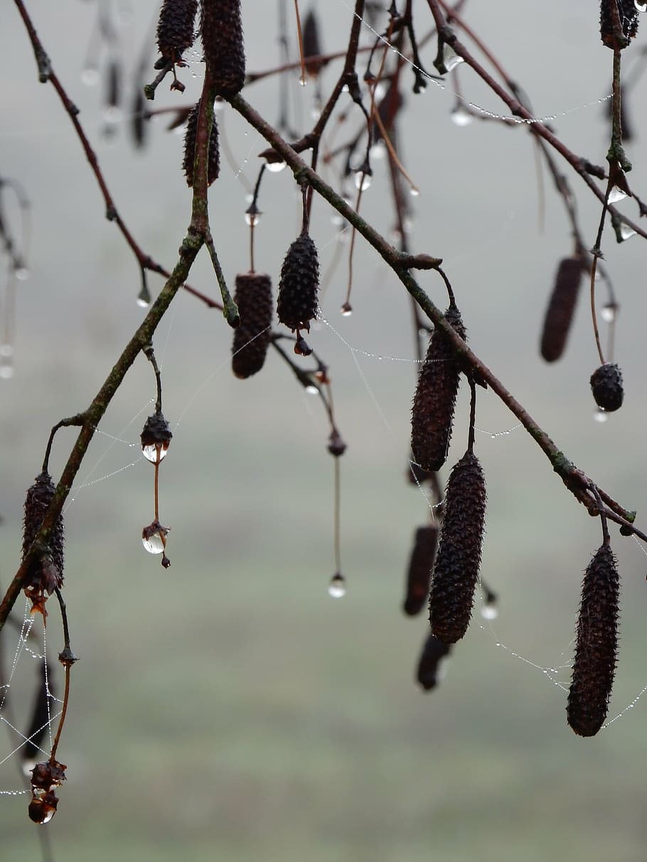 kittens, rain, branches, focus on foreground, hanging, plant HD wallpaper