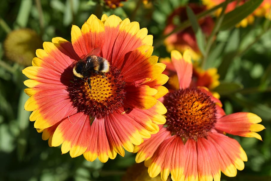 bee, flowers, insect, hummel, nature, pollination, pollen, yellow HD wallpaper